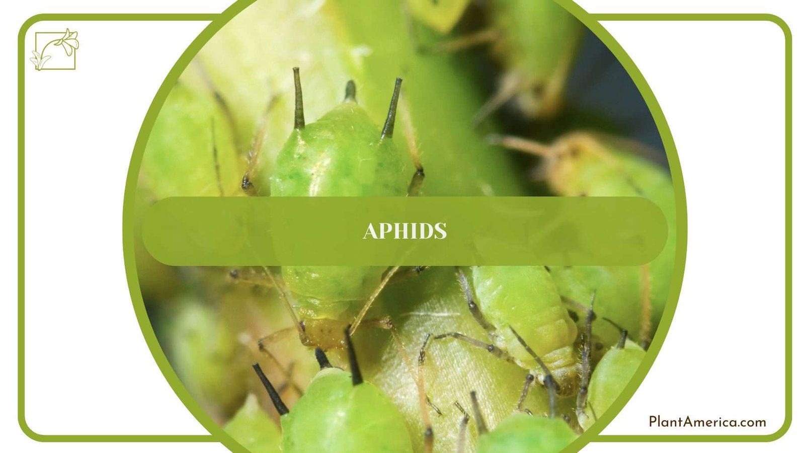 Aphids on Caladium Frog PlantAmerica Aphids on Caladium Frog PlantAmerica