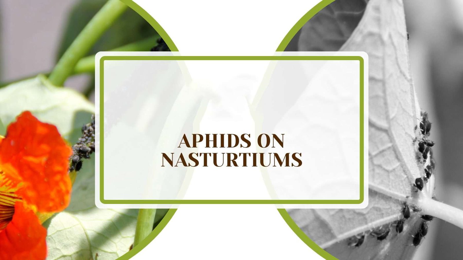 Aphids on Nasturtiums Plant America Aphids on Nasturtiums: Causes and Ways For Combating Them