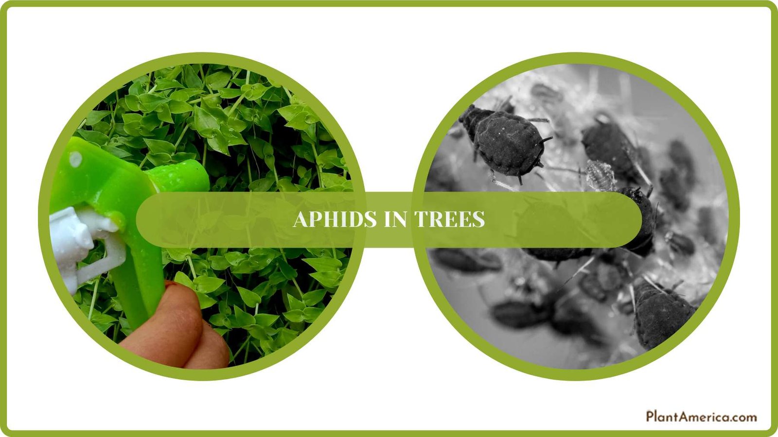 Aphids on Trees Treatment PlantAmerica