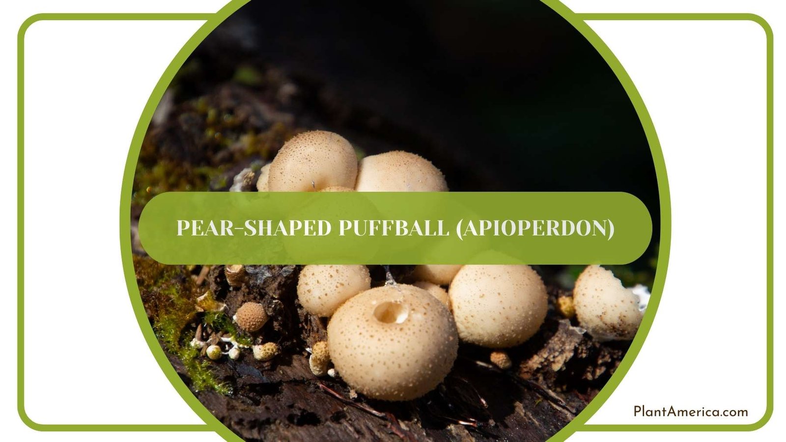 Apioperdon Mushrooms In Jungle Plant America Apioperdon Mushrooms In Jungle Plant America