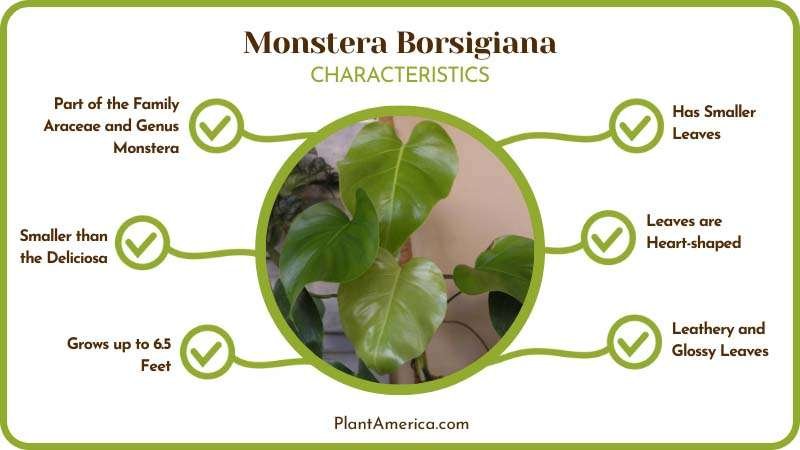 Plant Characteristics Image Appearance of Monstera Borsigiana