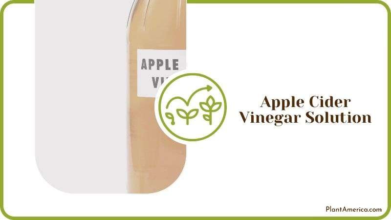 Apple Cider Vinegar Solution for White Mold on Plants Plant America