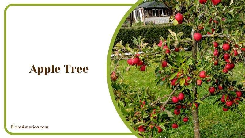 Apple Tree in Back Yard Plant America