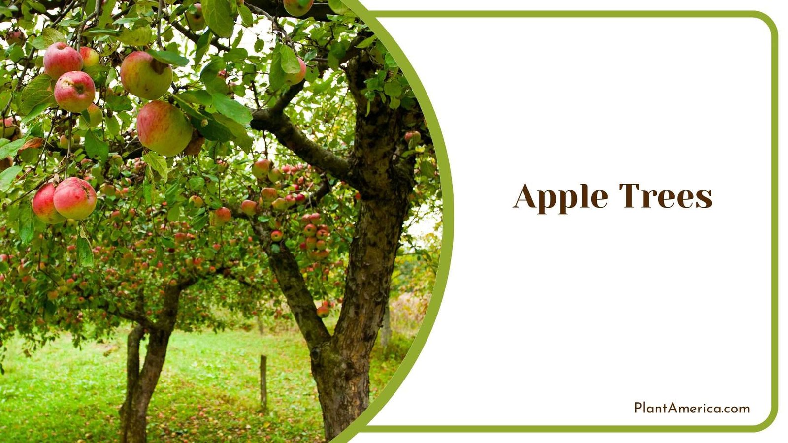 Apple Trees in Garden Plant America Apple Trees in Garden Plant America