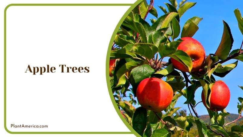 Apple on Trees Plant America Apple on Trees Plant America