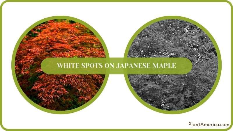 Apply Fertilizers to Remove White Spots PlantAmerica