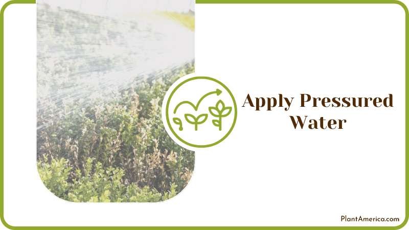 Apply Pressured Water on Infected Plants Plant America Apply Pressured Water on Infected Plants Plant America
