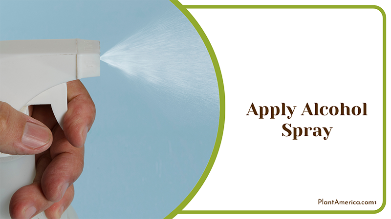 Applying Alcohol Spray ~ PlantAmerica