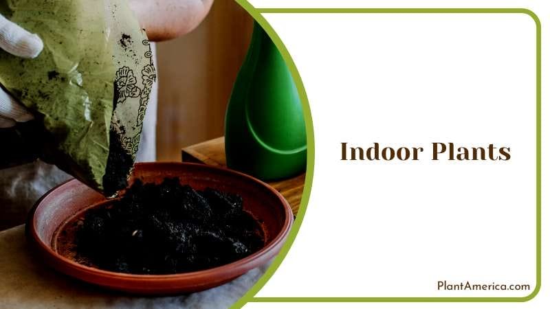 Applying Cinnamon on Indoor Plants Plant America