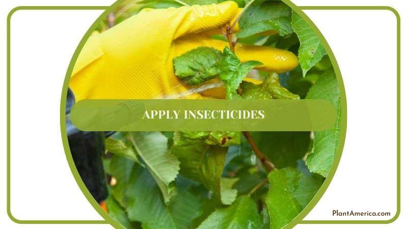 Applying Insecticides on Trees PlantAmerica