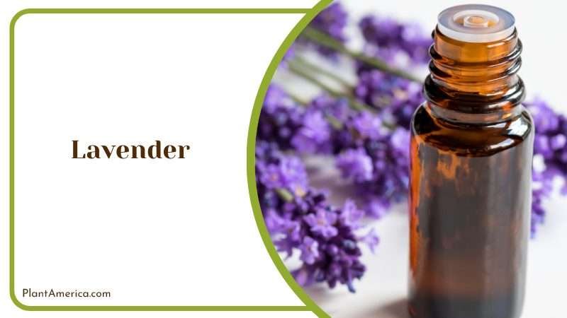 Applying Lavender Oil on Plants Plant America