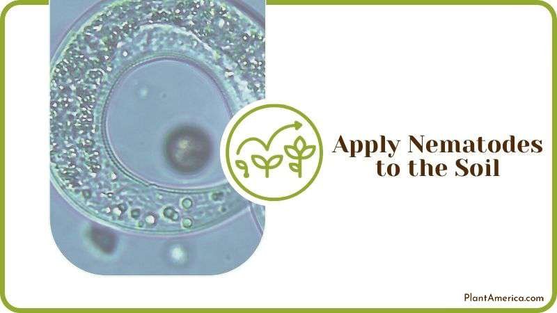 Applying Nematodes to the Soil Plant America