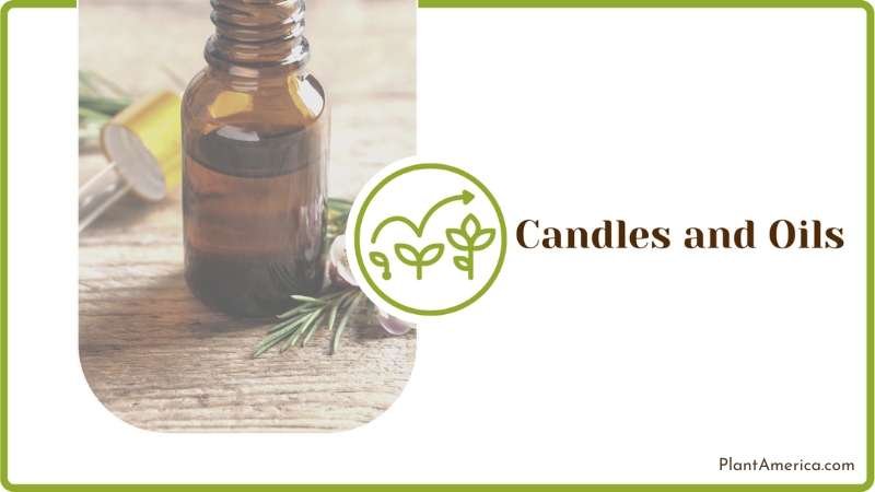 Applying Oils on Plants Plant America