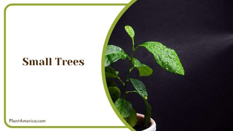 Applying Roundup on Small Trees PlantAmerica