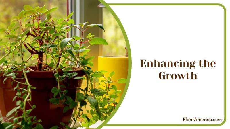 Applying Vinegar on Indoor Plants Plant America