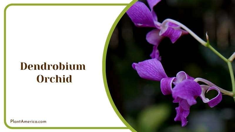 Appreciating These Exotic Beauties Plant America