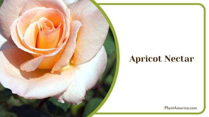 Apricot Nectar Plant America Apricot Nectar Plant America