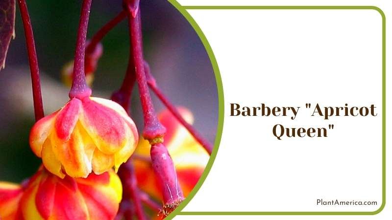 Apricot Queen Barberry Plant America
