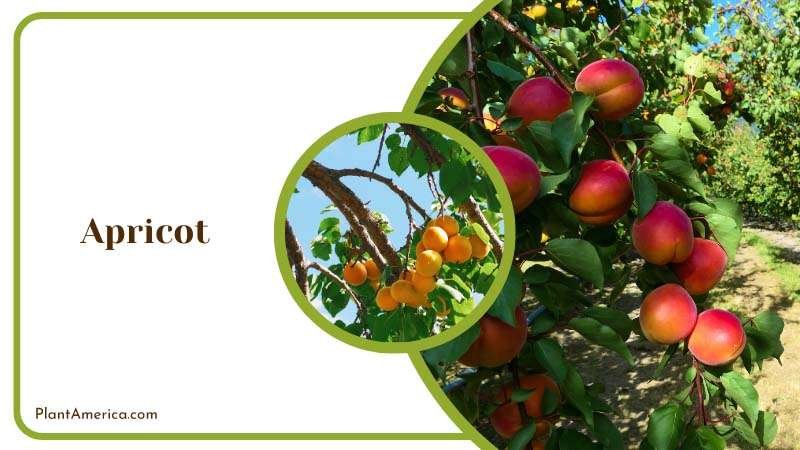 Apricot require well drained soil Plant America