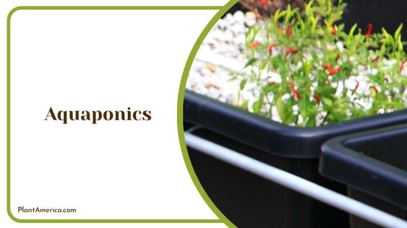 Aquaponics for Plants Plant America