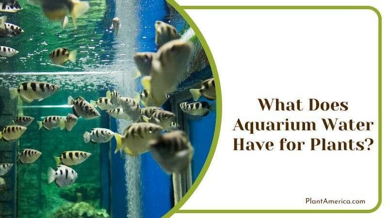 Aquarium Water Benefits Plant America