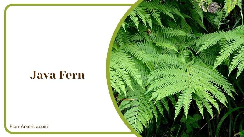 Aquatic Beauty Java Fern Plant America