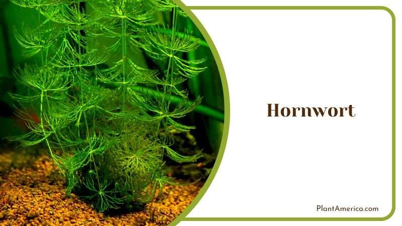 Aquatic Plant That Cleans Your Water Plant America