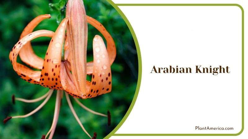 Arabian Knight Plant America