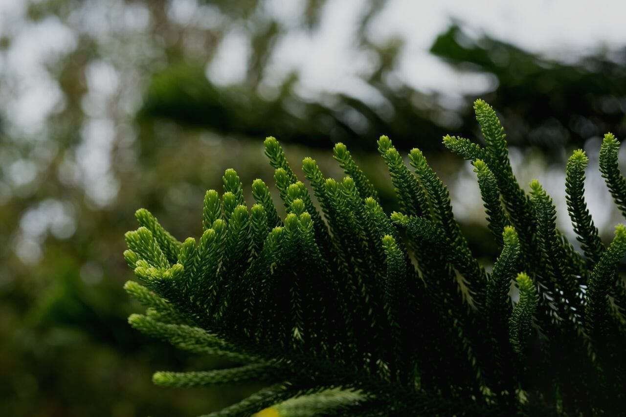 Araucaria Heterophylla Norfolk Island Pine Plant America