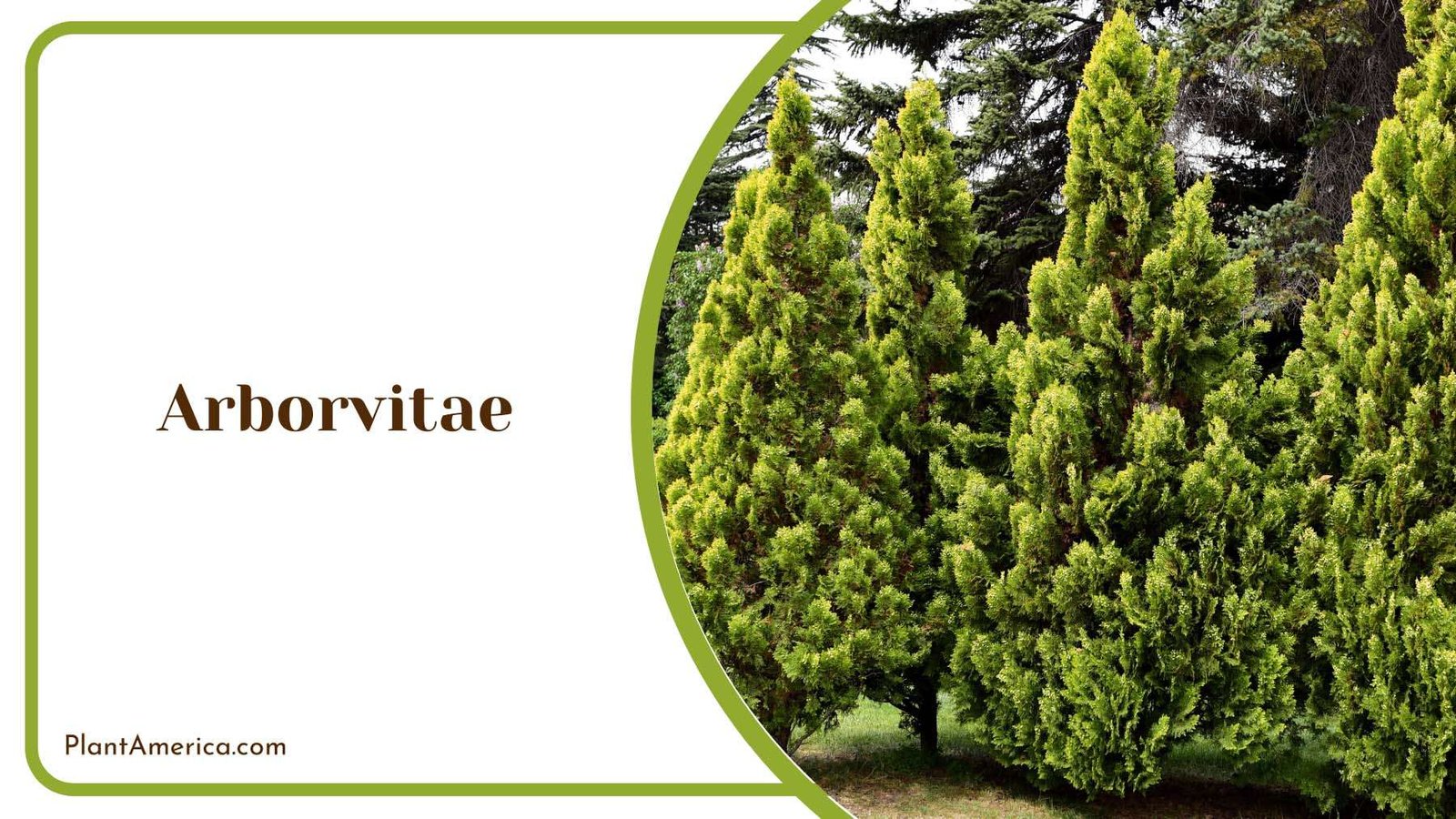 Arborvitae Elegance Outdoor Decor Plant America