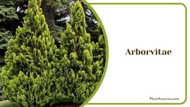 Arborvitae Plant America