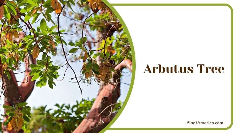Arbutus Tree stunning leaf yellowing in the summertime PlantAmerica
