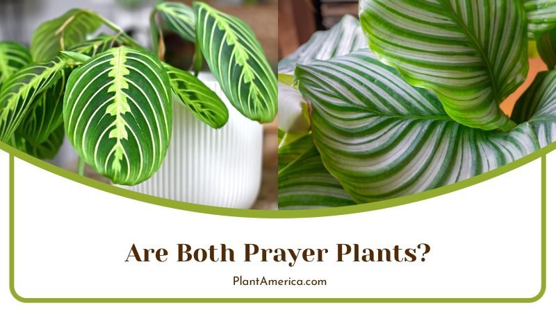 Are Both Prayer Plants ~ PlantAmerica