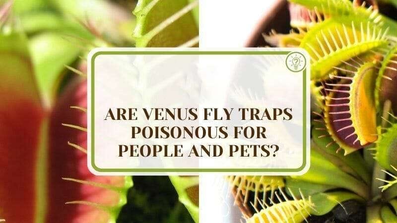 Are Venus Fly Traps Poisonous For People and Pets PlantAmerica Are Venus Fly Traps Poisonous For People and Pets? Explained