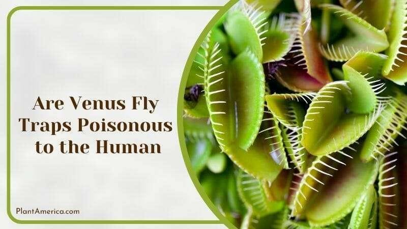 Are Venus Fly Traps Poisonous to the Human PlantAmerica Are Venus Fly Traps Poisonous to the Human PlantAmerica