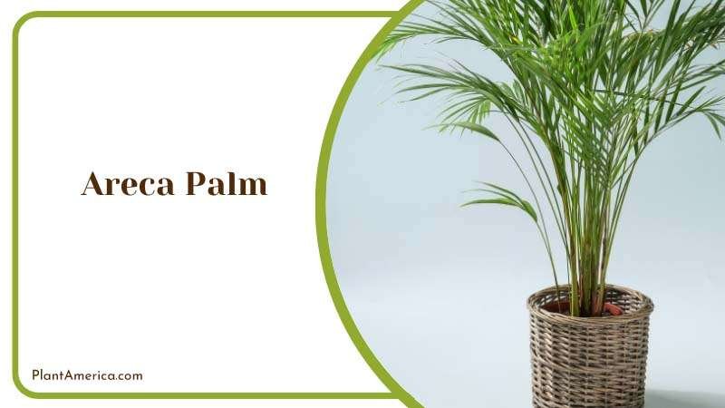 Areca Palm Plant America Areca Palm Plant America