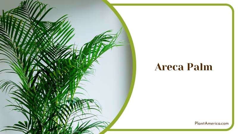 Areca Palm Planted in a Potted Plants Plant America Areca Palm Planted in a Potted Plants Plant America