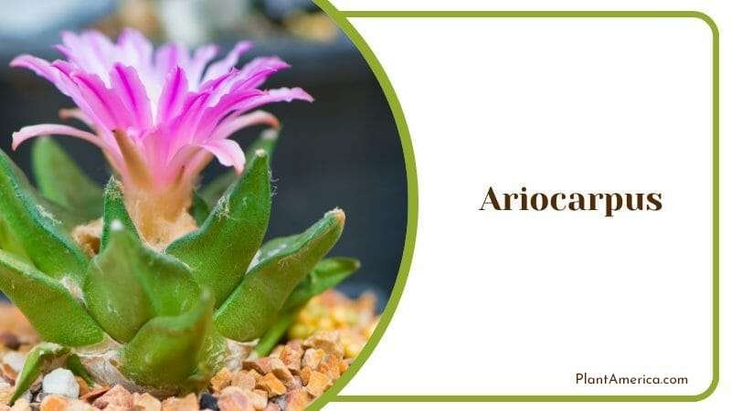 Ariocarpus Plant America