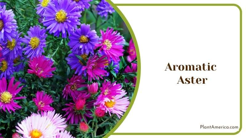 Aromatic Aster Plant America