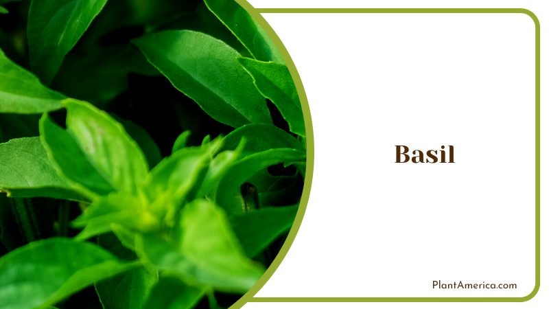 Aromatic Basil Herb Plant America
