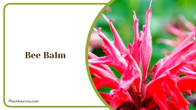 Aromatic Bee Balm in a Garden Plant America Aromatic Bee Balm in a Garden Plant America