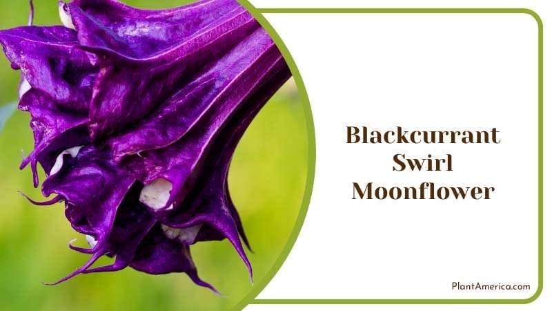 Aromatic Blackcurrant Swirl Moonflower Plant America Aromatic Blackcurrant Swirl Moonflower Plant America