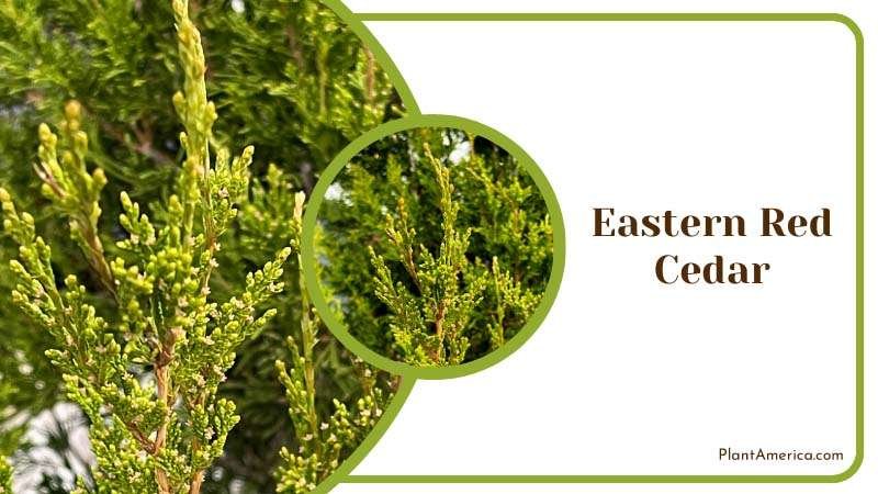 Aromatic Eastern Red Cedar Plant America