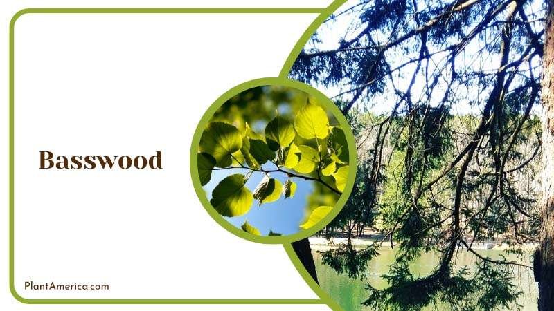 Aromatic Leafy Basswood Plant America