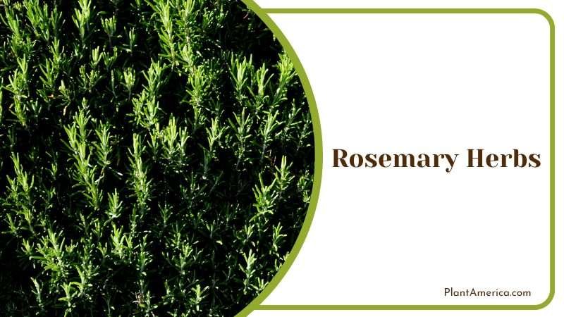 Aromatic Rosemary Herbs Plant America