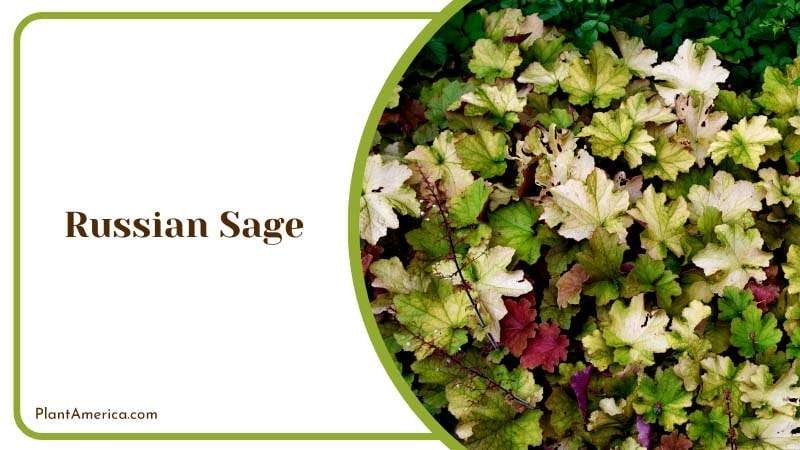 Aromatic Russian Sage Flower Plant America Aromatic Russian Sage Flower Plant America