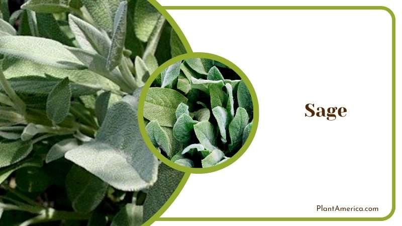 Aromatic Sage Plant Plant America