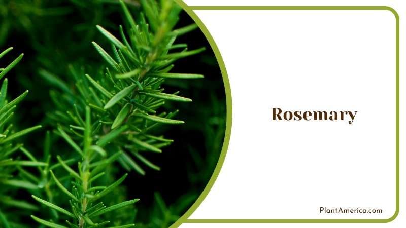 Aromatic and Medicinal Flower PlantAmerica