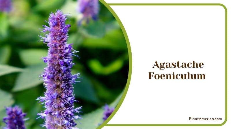 Aromatic of Agastache Foeniculum Plant America