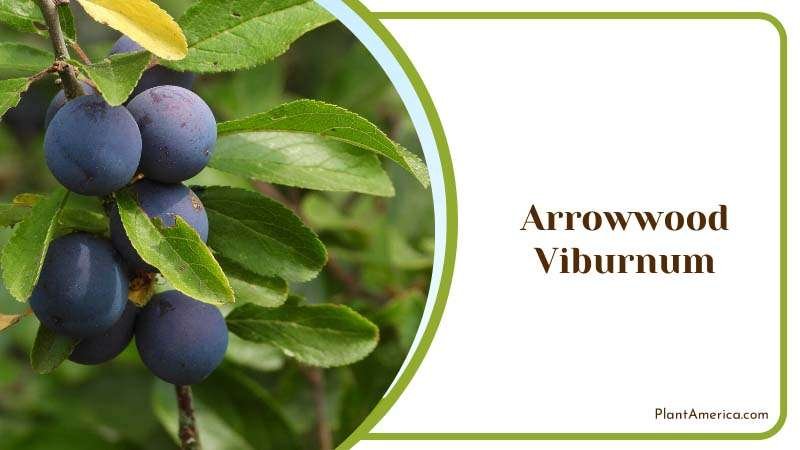 Arrowwood Viburnum